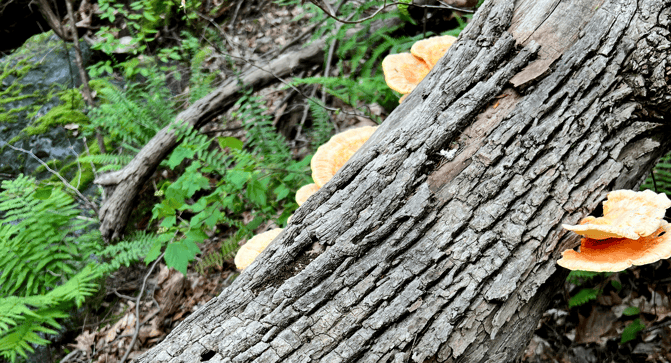 00 Chickenofthewoods_AA-1