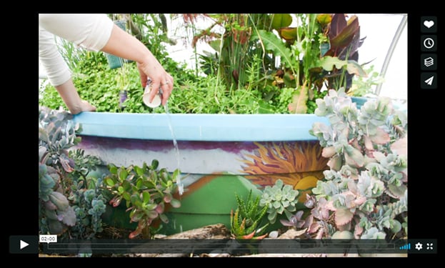 Aquaponics vid