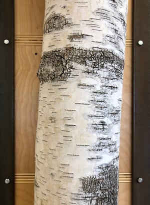 Birch Pole Detail