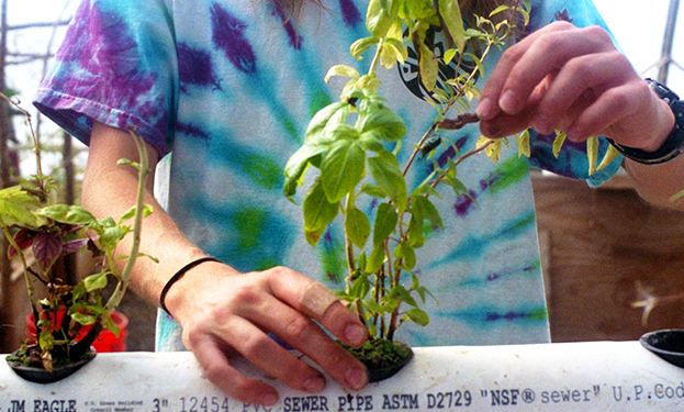 aquaponics image