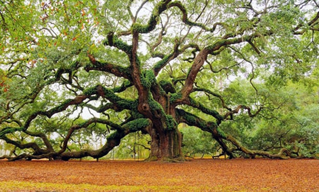 Tree header