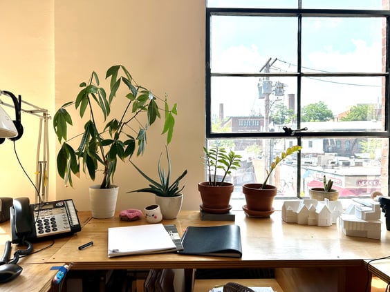 plants