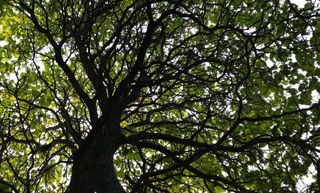 tree canopy from below