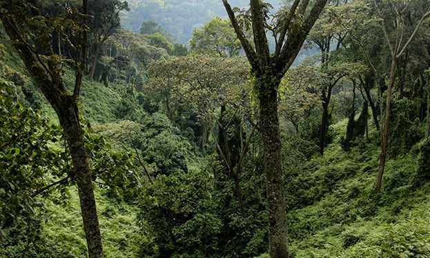 tree canopy